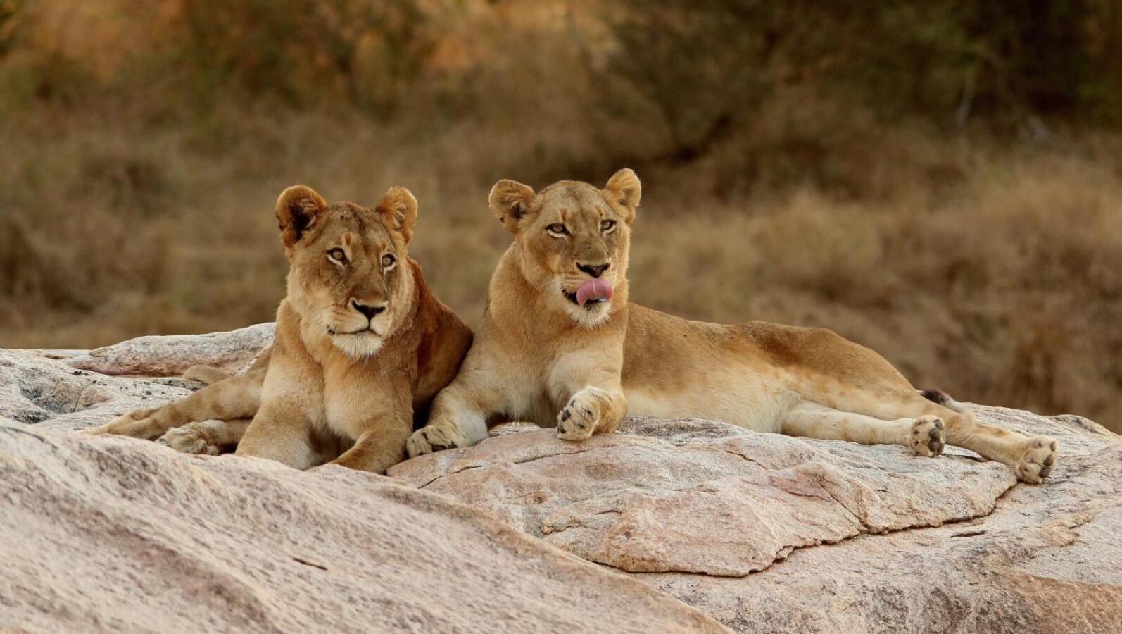 Leopard Hills Private Game Reserve Reserva de caza Sabi Sand Exterior foto