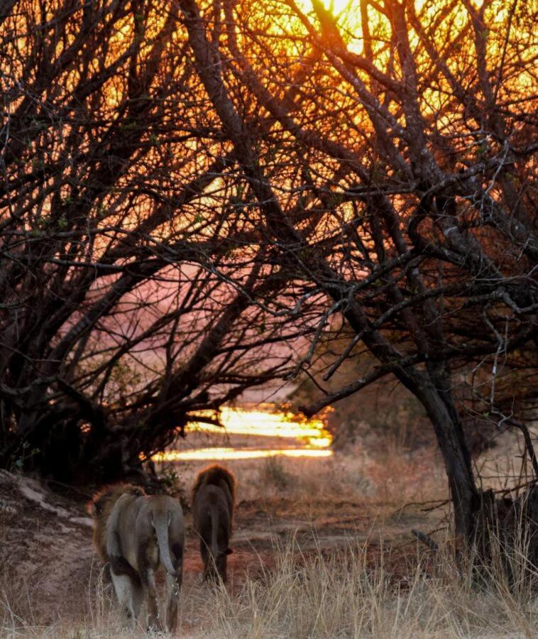 Leopard Hills Private Game Reserve Reserva de caza Sabi Sand Exterior foto