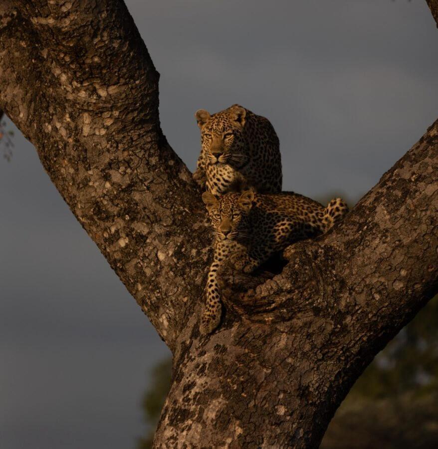 Leopard Hills Private Game Reserve Reserva de caza Sabi Sand Exterior foto