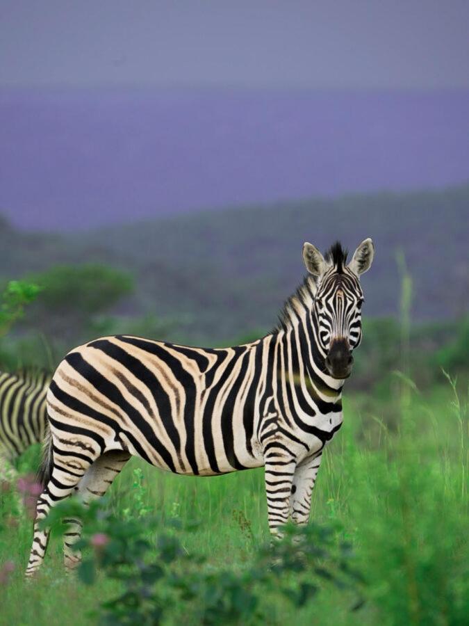 Leopard Hills Private Game Reserve Reserva de caza Sabi Sand Exterior foto