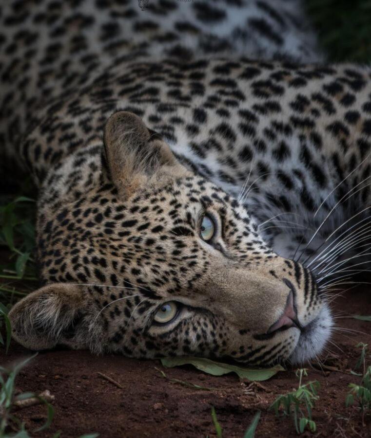 Leopard Hills Private Game Reserve Reserva de caza Sabi Sand Exterior foto
