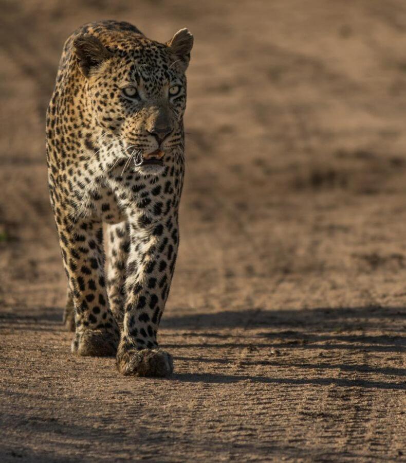 Leopard Hills Private Game Reserve Reserva de caza Sabi Sand Exterior foto