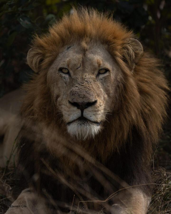 Leopard Hills Private Game Reserve Reserva de caza Sabi Sand Exterior foto